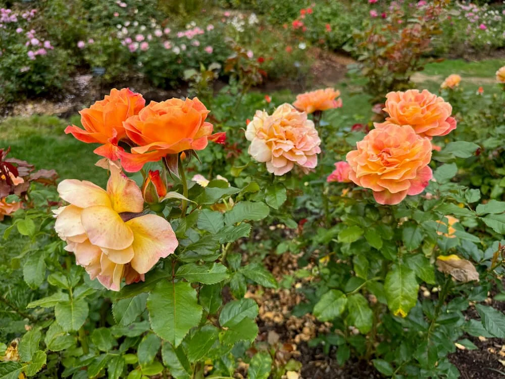 Rosa 'Rosie the Riveter' (Rosie the Riveter Floribunda Rose